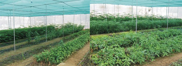 kalpataru-2 kalpataru-2